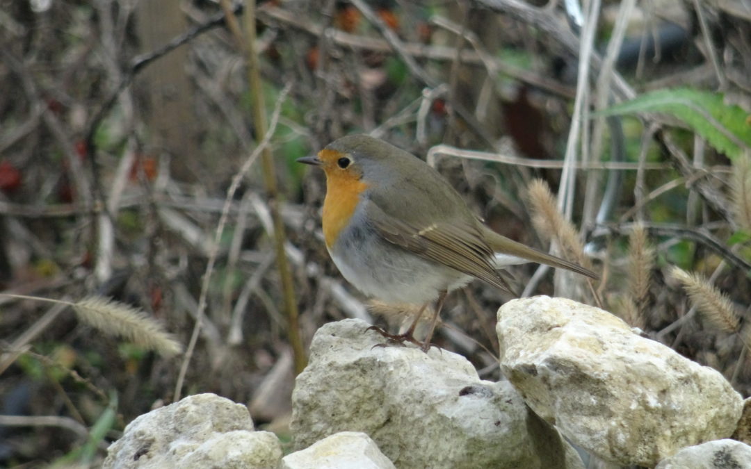 Balade ornithologique