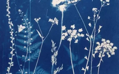 Atelier cyanotype