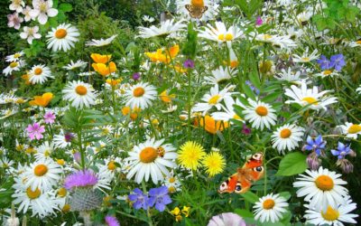 Le 3e Lieu fête le printemps